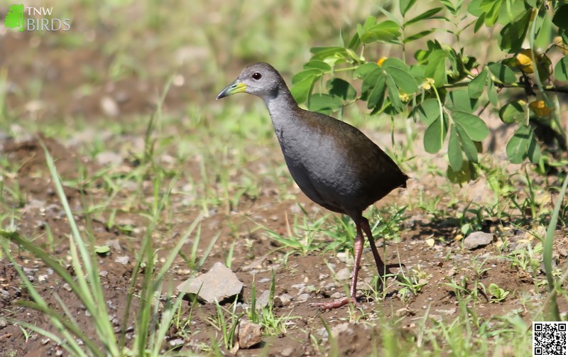 Brown Crake